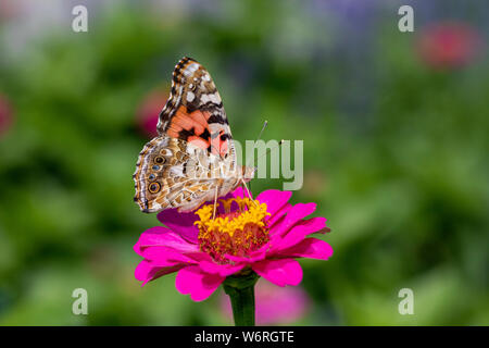 Distelfalter Schmetterling auf zinnia Blume Stockfoto