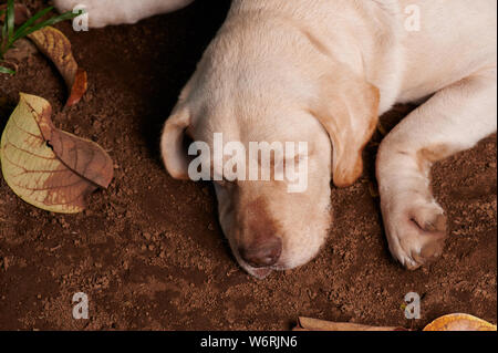 Süße Labrador Hund schlafen, entspannen Sie sich auf dem Boden vor der Ansicht von oben Stockfoto