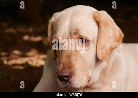 Portrait von süßen Labrador Hund Nahaufnahme auf Sonnenuntergang Hintergrund Stockfoto
