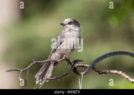 Grey Jay oder Canada jay in Alaska Stockfoto