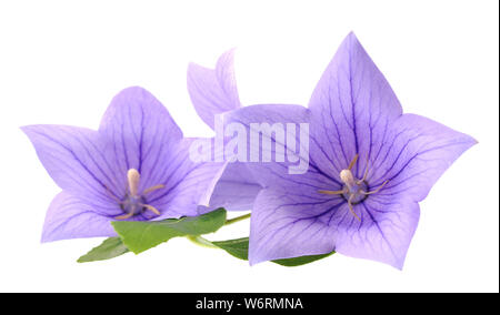 Drei Platycodon grandiflorus Blumen auf weißem Hintergrund Stockfoto