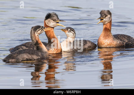 Red-necked Grebe Familie in Alaska Stockfoto