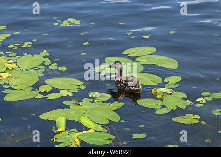 Stockente (Anas platyrhynchos), Big Lake Arber, Bayerisch Eisenstein, Bayerischer Wald, Bayern, Deutschland Stockfoto