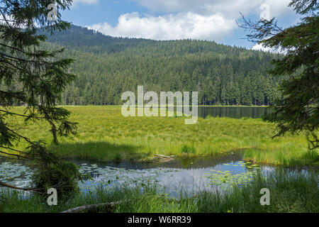 Gras schwimmende Inseln, Big Lake Arber, Bayerisch Eisenstein, Bayerischer Wald, Bayern, Deutschland Stockfoto