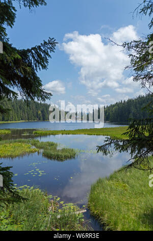 Gras schwimmende Inseln, Big Lake Arber, Bayerisch Eisenstein, Bayerischer Wald, Bayern, Deutschland Stockfoto