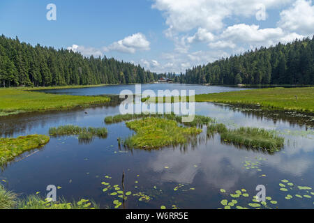 Gras schwimmende Inseln, Big Lake Arber, Bayerisch Eisenstein, Bayerischer Wald, Bayern, Deutschland Stockfoto