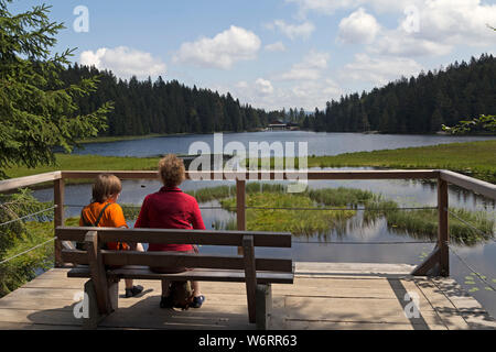 Gras schwimmende Inseln, Big Lake Arber, Bayerisch Eisenstein, Bayerischer Wald, Bayern, Deutschland Stockfoto