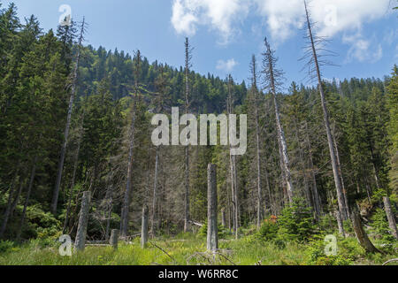 Bäume vom Borkenkäfer befallen, Big Lake Arber, Bayerisch Eisenstein, Bayerischer Wald, Bayern, Deutschland Stockfoto