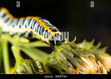 Kopfsalat Shark ist ein wunderschönes Caterpillar Stockfoto