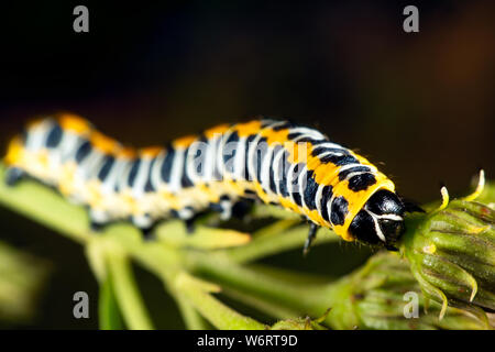 Kopfsalat Shark ist ein wunderschönes Caterpillar Stockfoto