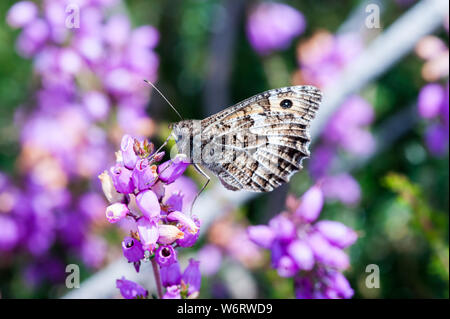 Äsche Schmetterling Fütterung auf Heidekraut Blume Stockfoto