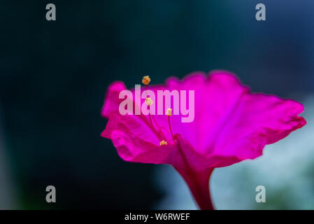 Blumenbeet mit violett Petunie, bunte violett-rote petunia Blume Nahaufnahme, Petunia Blumen blühen, Petunia, Petunien blühen Blumen im Garten. Stockfoto