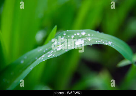 Schönen grünen Blatt Textur mit Tropfen Wasser. Stockfoto