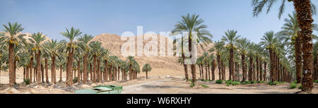 Palm Tree Plantation. Im Toten Meer Region, Israel fotografiert. Stockfoto