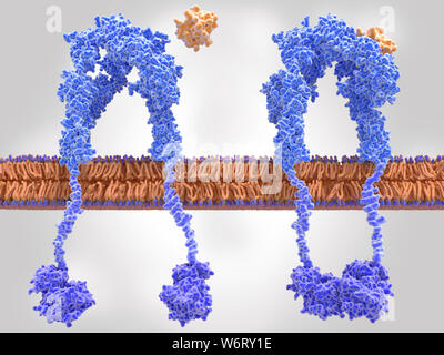 Aktiv (rechts) und inaktiv (links) Insulin Rezeptoren, Illustration. Das Insulin Rezeptor (blau) ist ein transmembranes Protein, das durch die Bindung von Insulin (orange) aktiviert ist. Insulin verbindlich (rechts) induziert strukturelle Veränderungen innerhalb der Rezeptor. Diese Veränderungen führen zu einem biochemischen Kette von Ereignissen innerhalb der Zelle (Signaltransduktion), die schließlich zum Transport der Glukose in die Zelle führt über eine Aktivierung von Glucose Transporter (Kanal Proteine). Wenn Insulin ist nicht gebunden (links), dann den Rezeptor inaktiv bleibt, und Glukose kann nicht über die Membran transportiert werden. Stockfoto