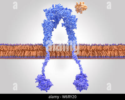 Inaktiv Insulin Rezeptor, Illustration. Das Insulin Rezeptor (blau) ist ein transmembranes Protein, dass durch die Bindung von Insulin (orange) aktiviert wird. Insulin verbindliche induziert strukturelle Veränderungen innerhalb der Rezeptor. Diese Veränderungen führen zu einem biochemischen Kette von Ereignissen innerhalb der Zelle (Signaltransduktion), die schließlich zum Transport der Glukose in die Zelle führt über eine Aktivierung von Glucose Transporter (Kanal Proteine). Hier, Insulin ist in der Nähe des Insulin Bindungsstelle des Rezeptors, jedoch bleibt er ungebunden, den Rezeptor ist inaktiv. Stockfoto