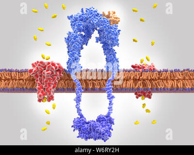 Insulin zu Insulin Rezeptor und Glucose Transport gebunden, Illustration. Das Insulin Rezeptor (blau) ist ein transmembranes Protein, dass durch die Bindung von Insulin (orange) aktiviert ist. Insulin verbindliche induziert strukturelle Veränderungen innerhalb der Rezeptor. Diese Veränderungen führen zu einem biochemischen Kette von Ereignissen innerhalb der Zelle (Signaltransduktion), führt schliesslich zu einer Aktivierung der Glucose transporter Proteine (rot). Diese aktivierter Kanal Proteine für den Transport von Glukose (gelb) in die Zelle, die dann in Energie durch zelluläre Atmung umgewandelt. Stockfoto