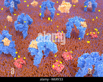 Insulin zu Insulin Rezeptoren und Glukose in die Zelle, Illustration gebunden. Insulin Rezeptoren (blau) sind Transmembranproteine, die ac sind Stockfoto