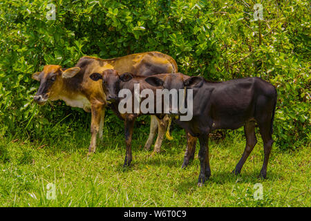 Drei afrikanischen Nguni Bullen auf der Weide. In Vergelegen estate Bereich Geschossen, Hottentots Holland Berge, in der Nähe von Somerset West, Western Cape, Südafrika. Stockfoto