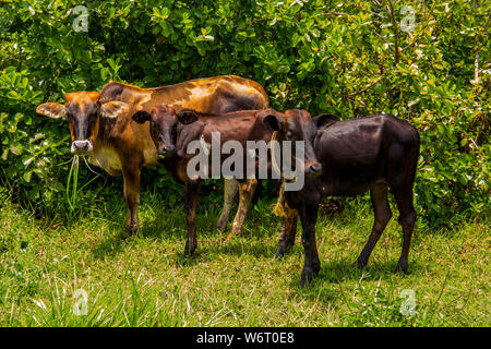 Drei Afican Kühe stehen auf dem Gras in der Nähe von hohen Sträuchern an einem sonnigen Tag und Blick auf Kamera und essen Gras Stockfoto