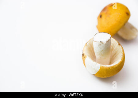 Rohe Pilze auf weißem Hintergrund, selektive konzentrieren. Stockfoto