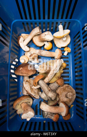 Verschiedene Pilze im Korb im Wald gesammelt, selektive konzentrieren. Stockfoto