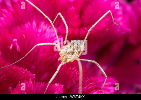 Makro Foto eines Weberknechte Daddy longlegs auf einem rosa Blume Stockfoto