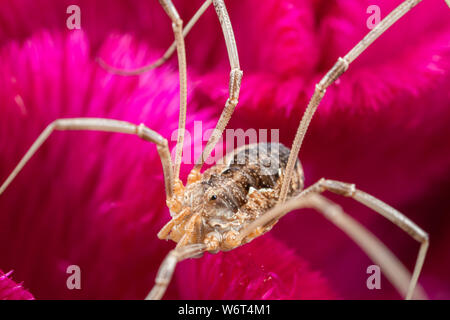 Makro Foto eines Weberknechte Daddy longlegs auf einem rosa Blume Stockfoto