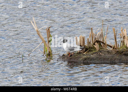 Bonaparte Möwe in Alaska Stockfoto