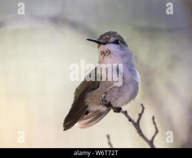 Anna's Kolibri Weibliche oder unreife Stockfoto