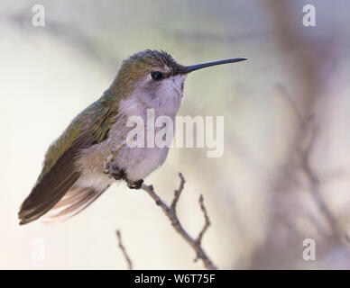 Anna's Kolibri Weibliche oder unreife Stockfoto