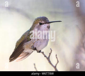 Anna's Kolibri Weibliche oder unreife Stockfoto