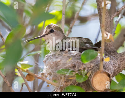 Anna's Kolibri Weibliche oder unreife Stockfoto