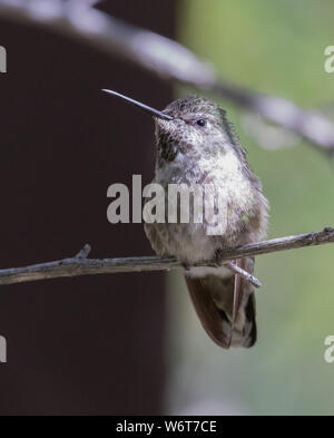 Anna's Kolibri Weibliche oder unreife Stockfoto