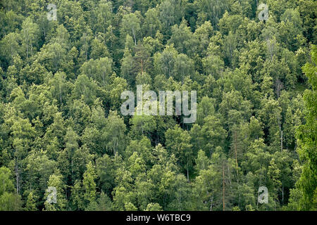 Ökologie Hintergrund mit wunderschönen Blick von oben auf die grüne Sommer oder Frühling Taigawald, viele Bäume in der Taiga Holz. Stockfoto