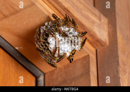 Wespen auf dem Papier nest hängend auf hölzernen Türrahmen von Haus Stockfoto