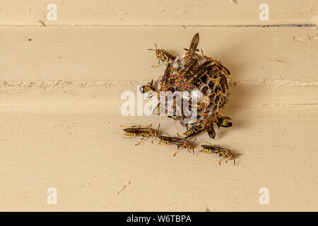 Wespen auf dem Papier nest hängend auf der Veranda Obergrenze von Haus Stockfoto