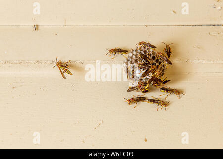 Wespen auf dem Papier nest hängend auf der Veranda Obergrenze von Haus Stockfoto