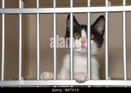 Adorable schwarze und weisse Katze in einem Tierheim kennel Blick hinter den Bars. Stockfoto