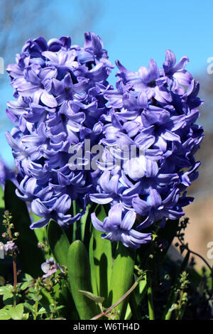 Zwei Delfter Blau Lily (Hyacinthus orientalis Liliaceae) Stockfoto