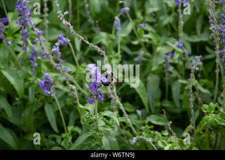 Hummel auf lila salvia Pflanze Stockfoto