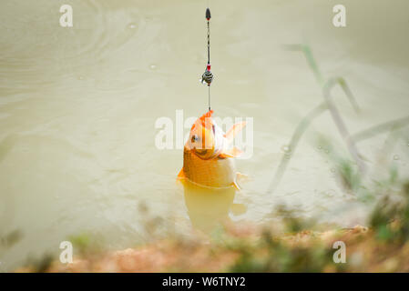 Angeln Haken auf den Fluss/Sport Fliegenfischen Angler abziehen Spinner Nahaufnahme von einem Fisch Haken unter Wasser - Goldener Karpfen Fisch orange Stockfoto