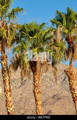 Palmen gegen Wüste Berge und blauer Himmel Stockfoto