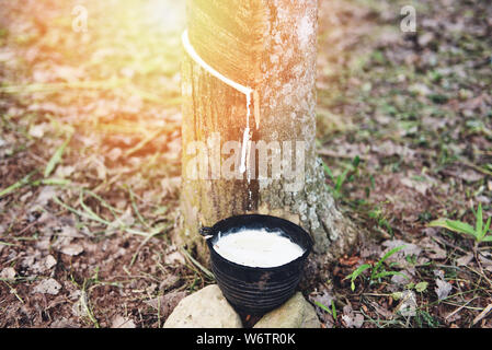 Latex in der Schüssel aus gummibaum Plantage Landwirtschaft Asiens für Naturlatex extrahiert Stockfoto