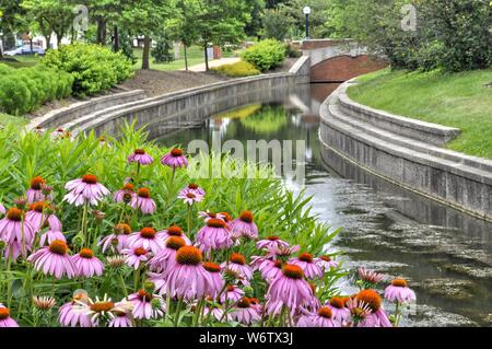 Lila echinacea Blumen entlang der sonnenbeschienenen Kanal mit immer noch Wasser. Carol Creek Kanal in Frederick, Maryland zeigt im Sommer Gras und Lila coneflowers. Stockfoto