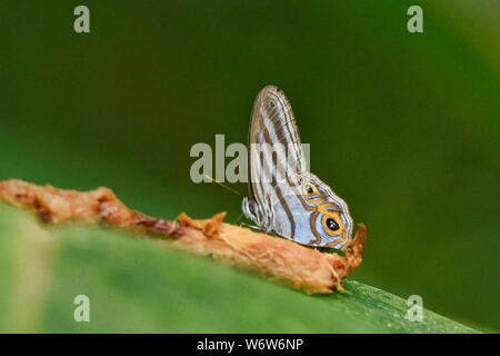 Schöner Schmetterling im Dschungel, Tambopata Reserve, peruanischen Amazonas Stockfoto