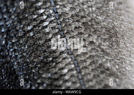 Makro Beschaffenheit der Haut ist ein silbrig grau Fisch mit blauen Linie. Flache Freiheitsgrad. Stockfoto