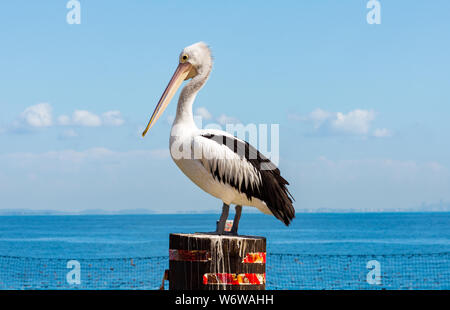 Ein Pelikan auf einer Stange durch den Ozean Stockfoto