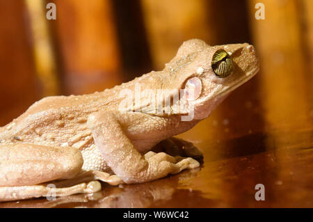 Hyla Laubfrosch in einer Hütte auf dem Tambopata Fluss, peruanischen Amazonas Stockfoto