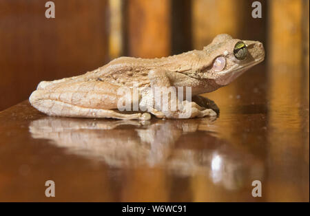 Hyla Laubfrosch in einer Hütte auf dem Tambopata Fluss, peruanischen Amazonas Stockfoto